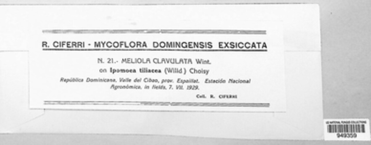 Meliola clavulata image